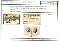Karteikarte zum Holotyp von Quinqueloculina scidula Karrer, 1867